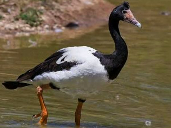 Tamias seasons video about Magpie Goose